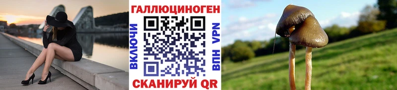 Купить  Рассказово  Галлюциногенные грибы MAGIC MUSHROOMS 
